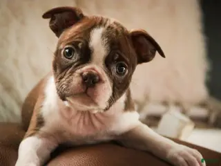 Boston Terrier dogs Kade - Ad 20