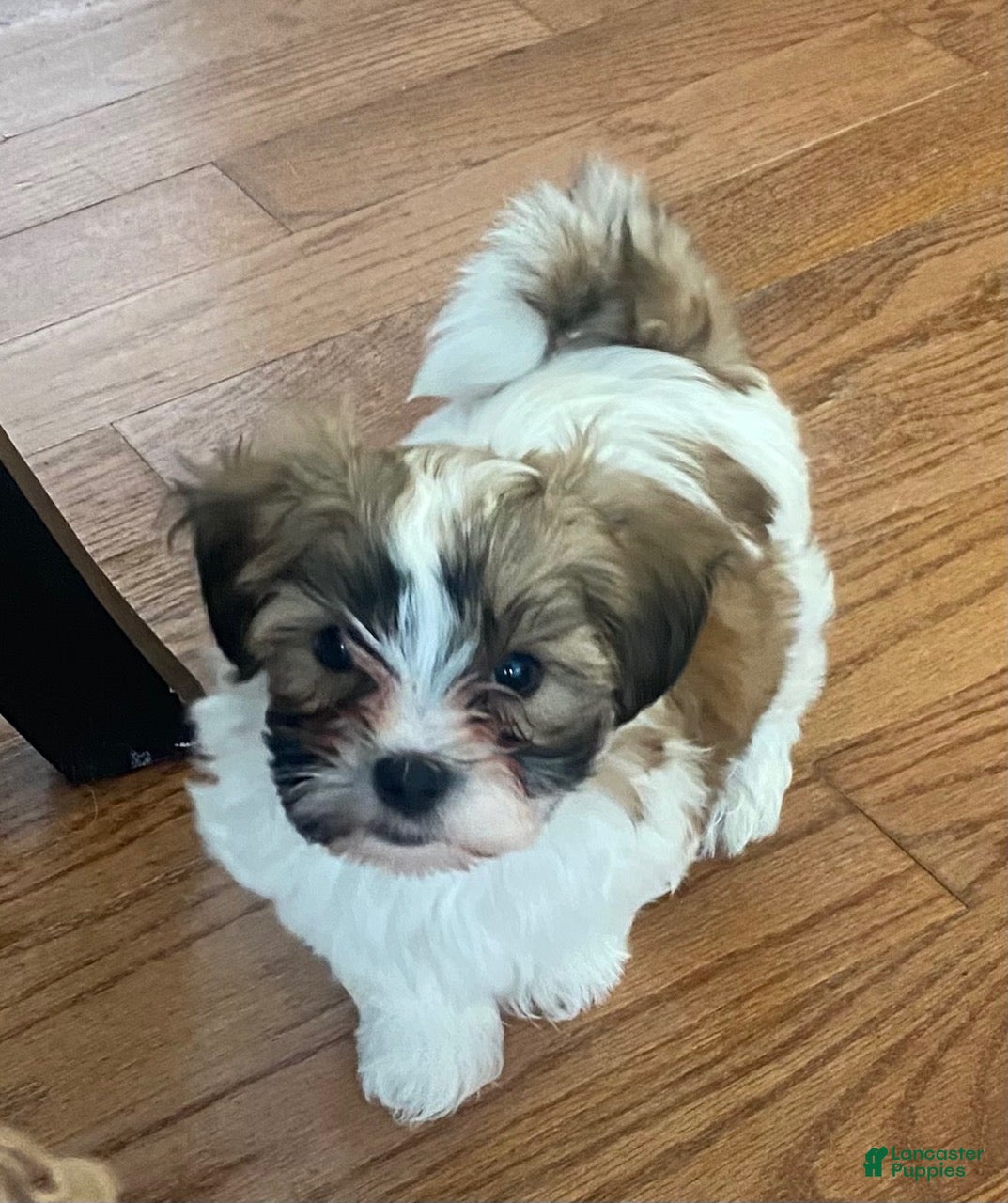 Teddy Bear dogs Teddy Bear 2 - Ad 1
