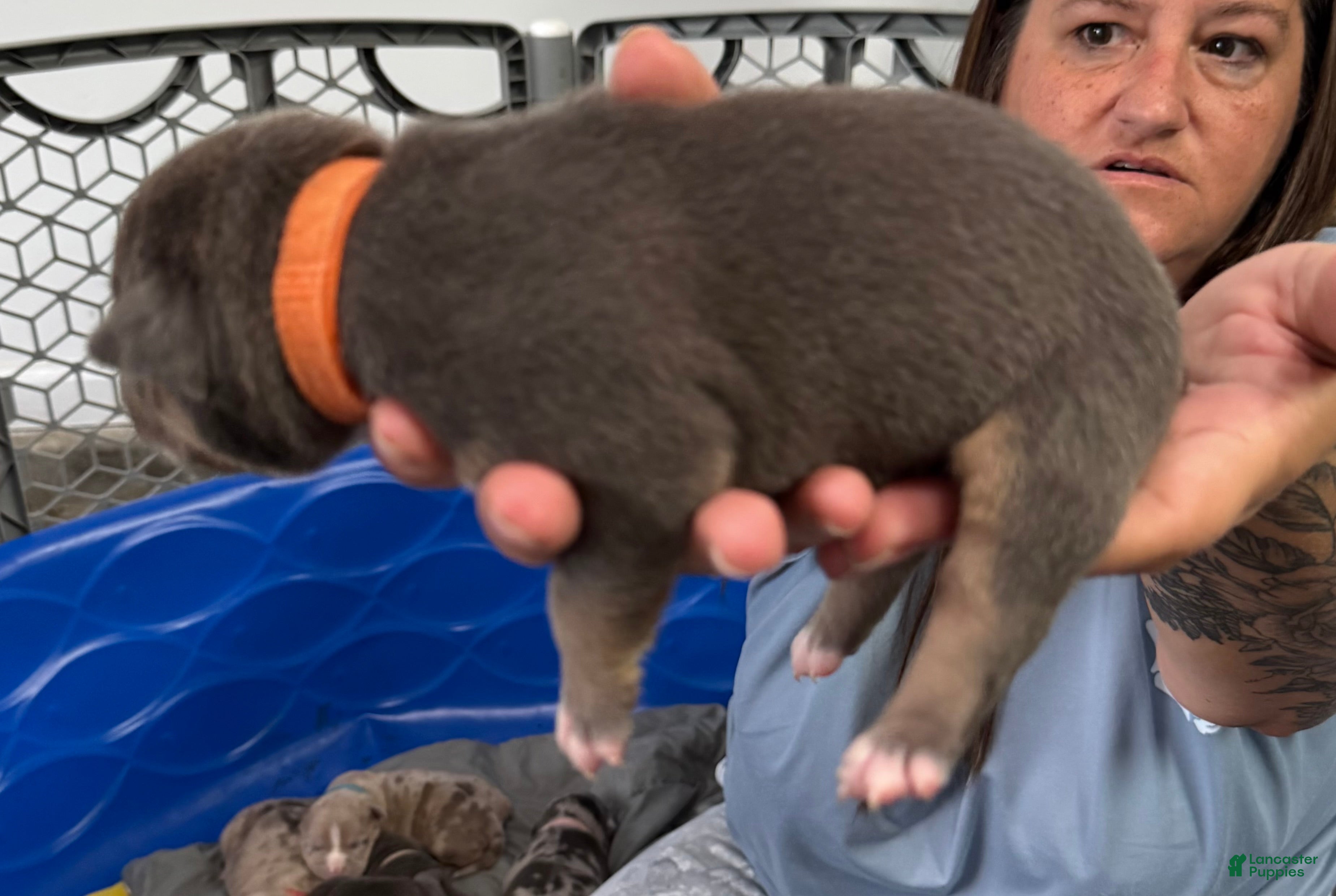 American Bully dogs Daisy - XL American Bully Puppy  - Ad 32