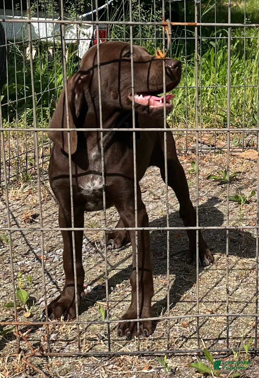 German Shorthaired Pointer dogs FREE - Ad 1