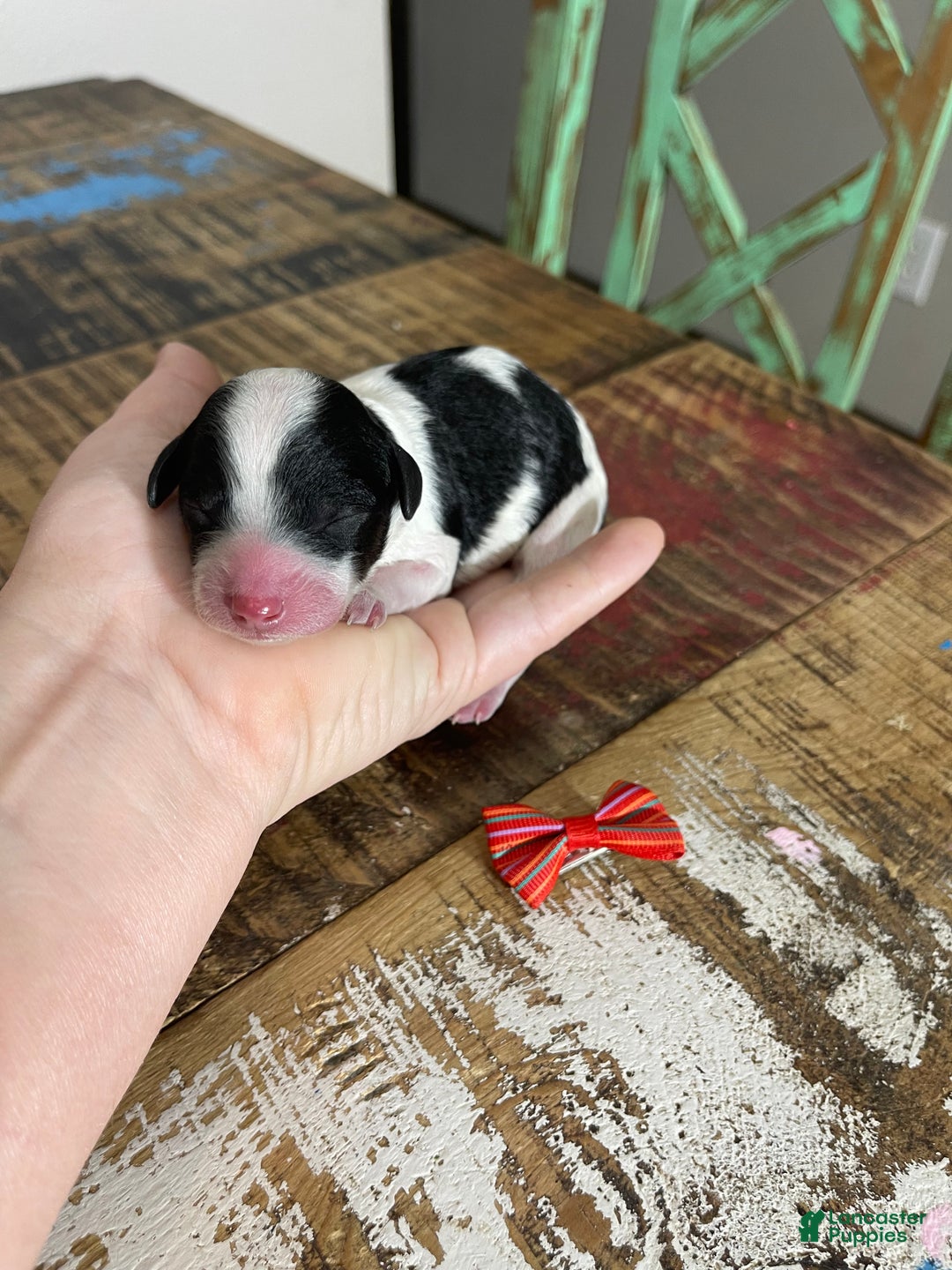 Miniature Poodle dogs for sale: Akc Clear Tri Red Bow - Ad 2