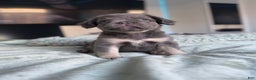 French Bulldog dogs for sale: Lilac tan fluffy french bulldog  - Ad 3