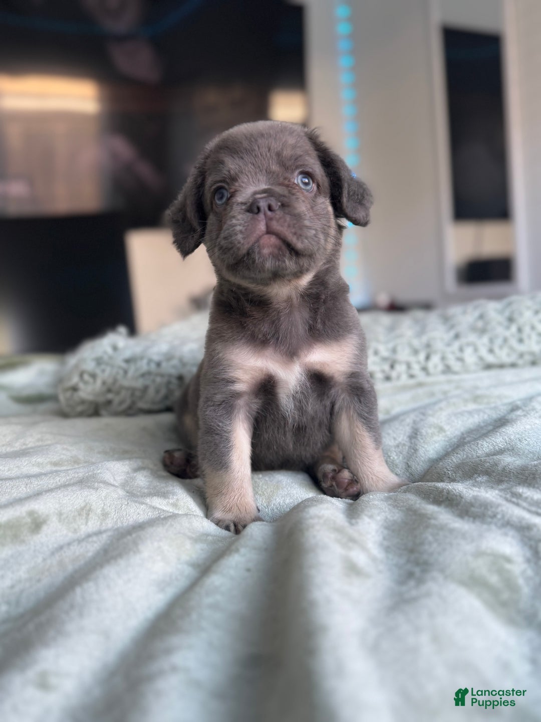 French Bulldog dogs for sale: Lilac tan fluffy french bulldog  - Ad 3