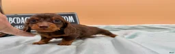Miniature Dachshund dogs for sale: Ch AKC russian - Ad 2