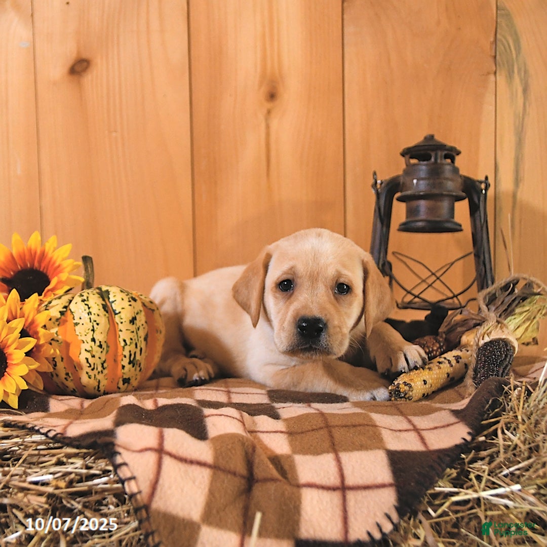Labrador Retriever dogs for sale: Summer - Ad 13