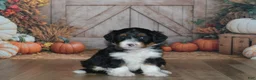 Mini Bernedoodle dogs for sale: Rosie - Ad 3