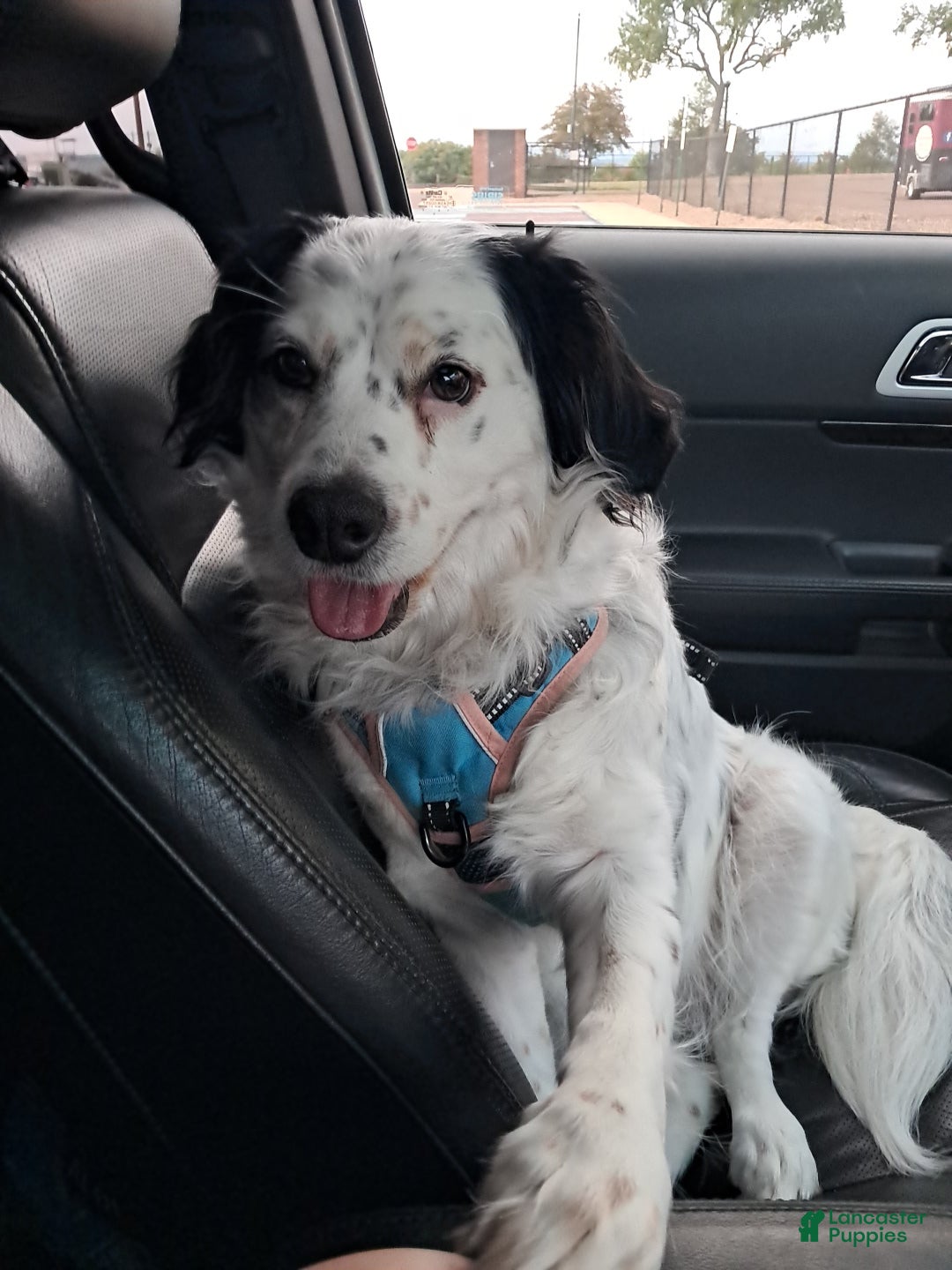 Double Doodle dogs Levi - Ad 2