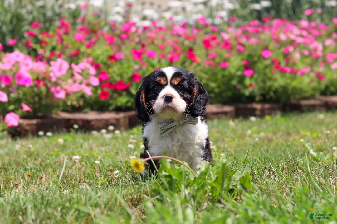 Cavalier King Charles Spaniel dogs for sale: Xander - Ad 2