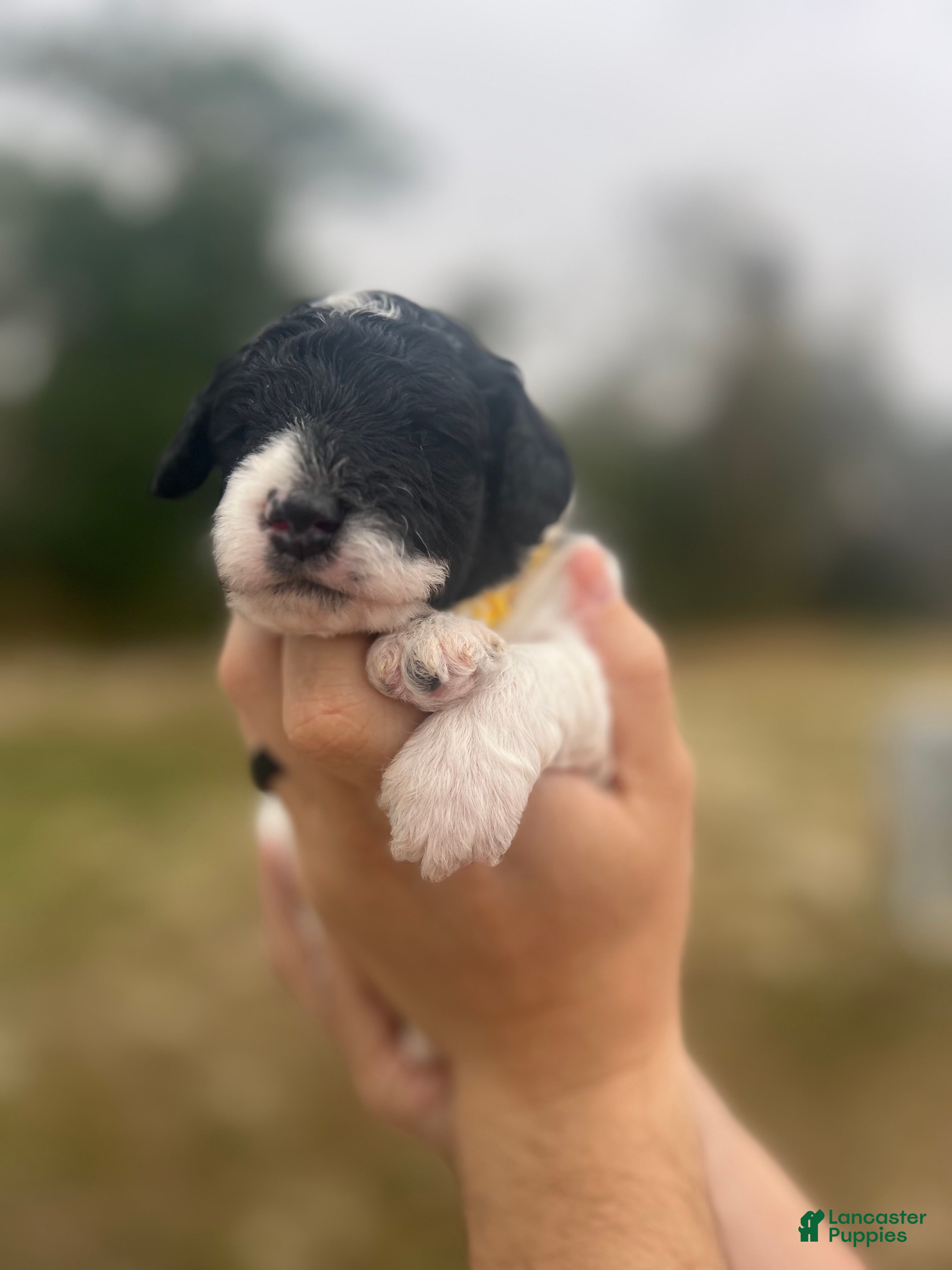 Mini Sheepadoodle dogs Yellow-Ash - Ad 4
