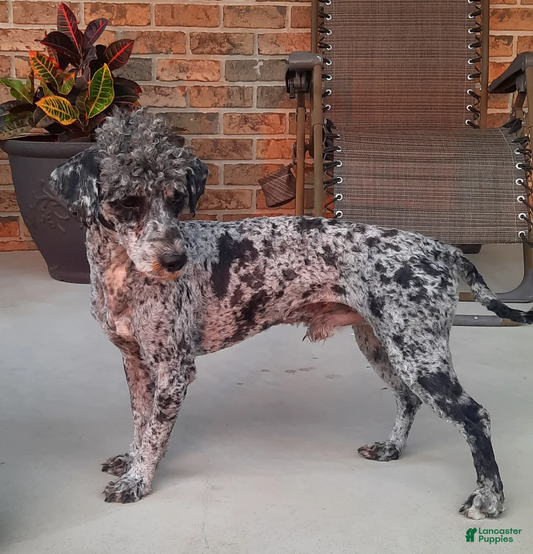 Shihpoo dogs for sale: Parker - Ad 12