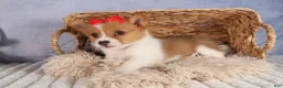 Welsh Corgi Pembroke dogs for sale:  Brusier 🐶 - Ad 20