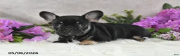 French Bulldog dogs for sale: Holly - Ad 3