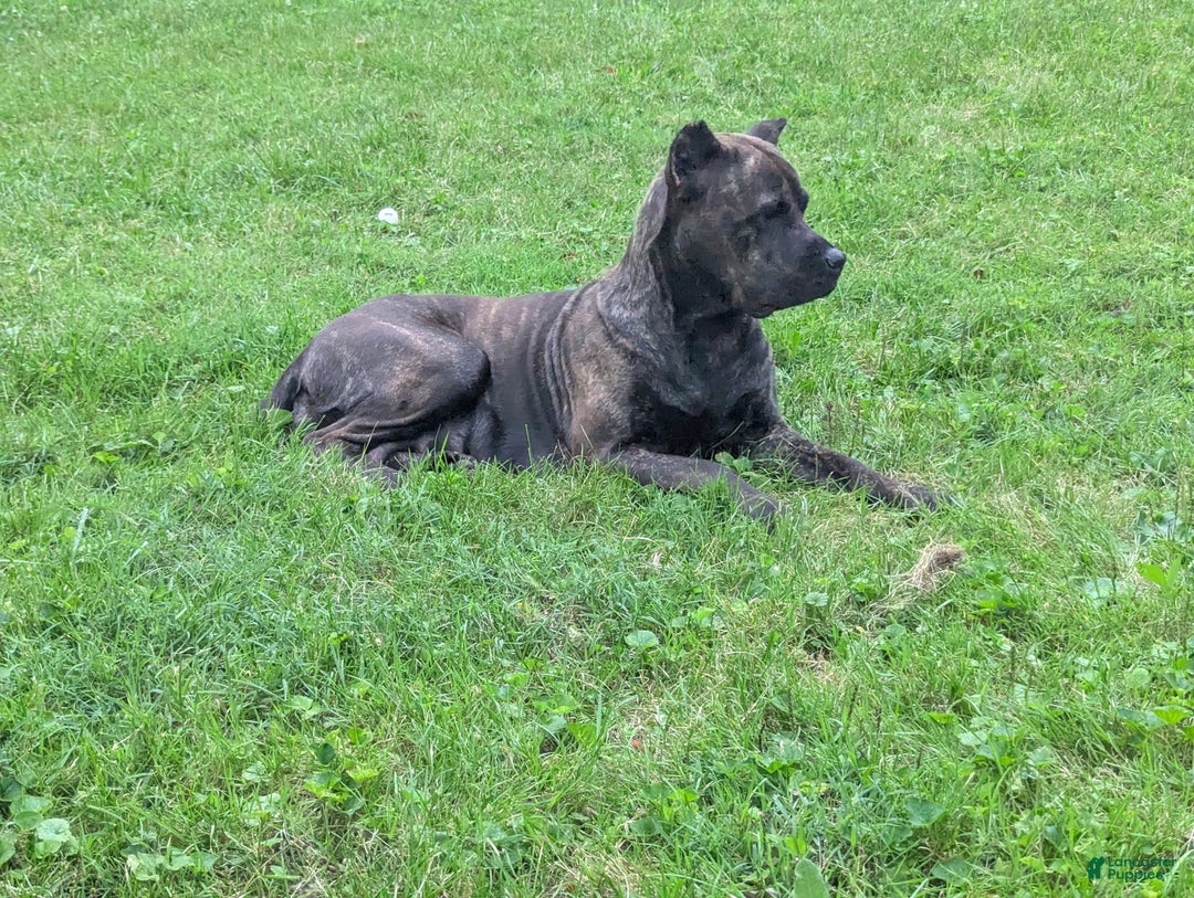 Cane Corso dogs for sale: Grey collar- male - Ad 18