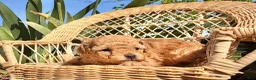 Toy Poodle dogs for sale: Iris  - Ad 3