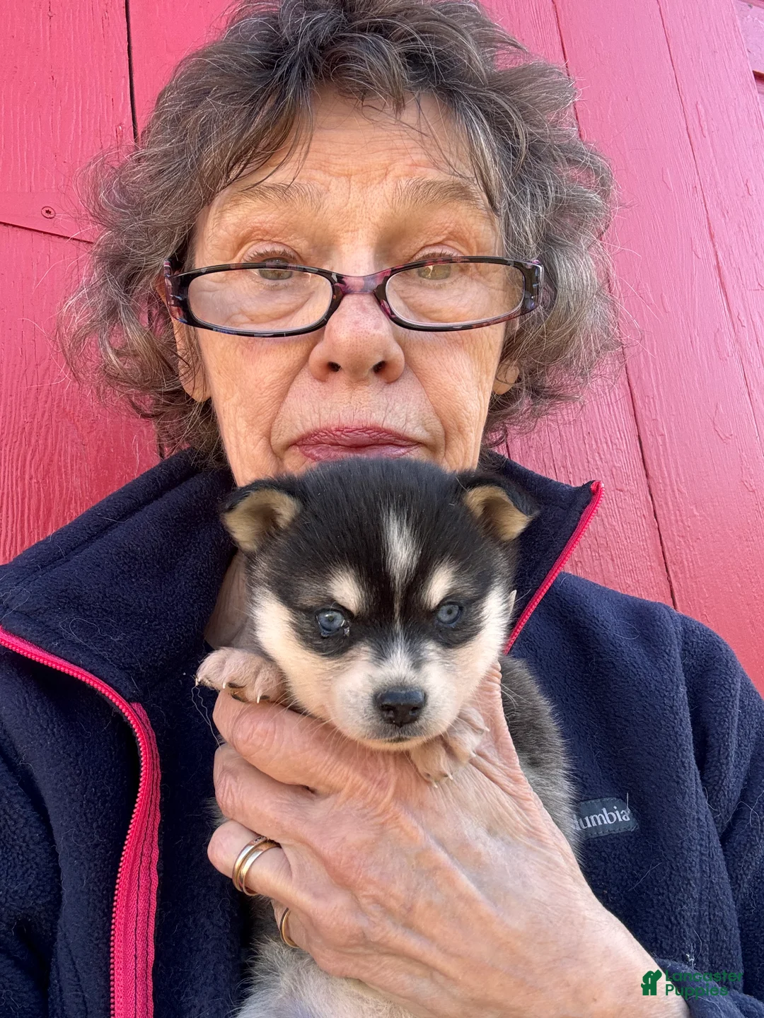 Alaskan Klee Kai dogs for sale: Alaskan Klee Kai Puppy 2 - Ad 2