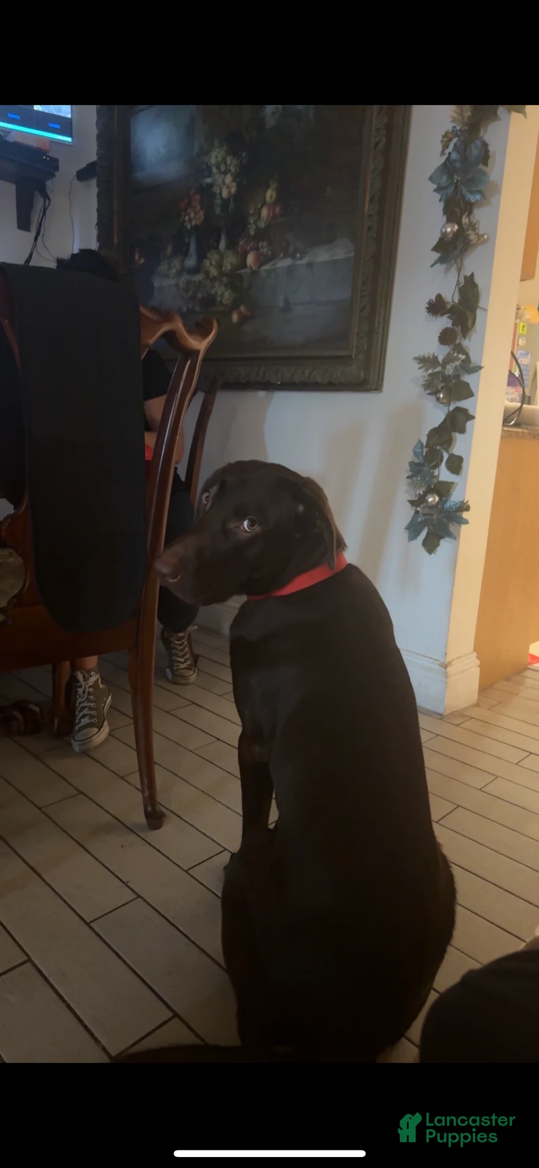 Labrador Retriever dogs for sale: Labrador Retriever Puppy 1 - Ad 2