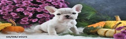 French Bulldog dogs for sale: Wrenlee - Ad 11