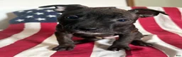 American Bully dogs for sale: American Bully 1.   ( Cosmo ) - Ad 3