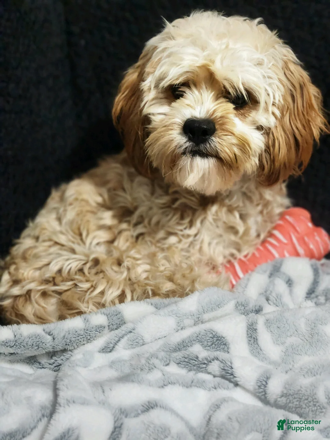Cavapoo dogs for sale: Tammy  - Ad 5