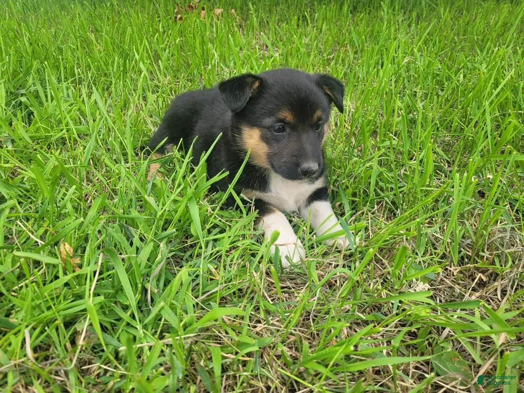 Mixed Breed dogs for sale: Stacy  - Ad 1