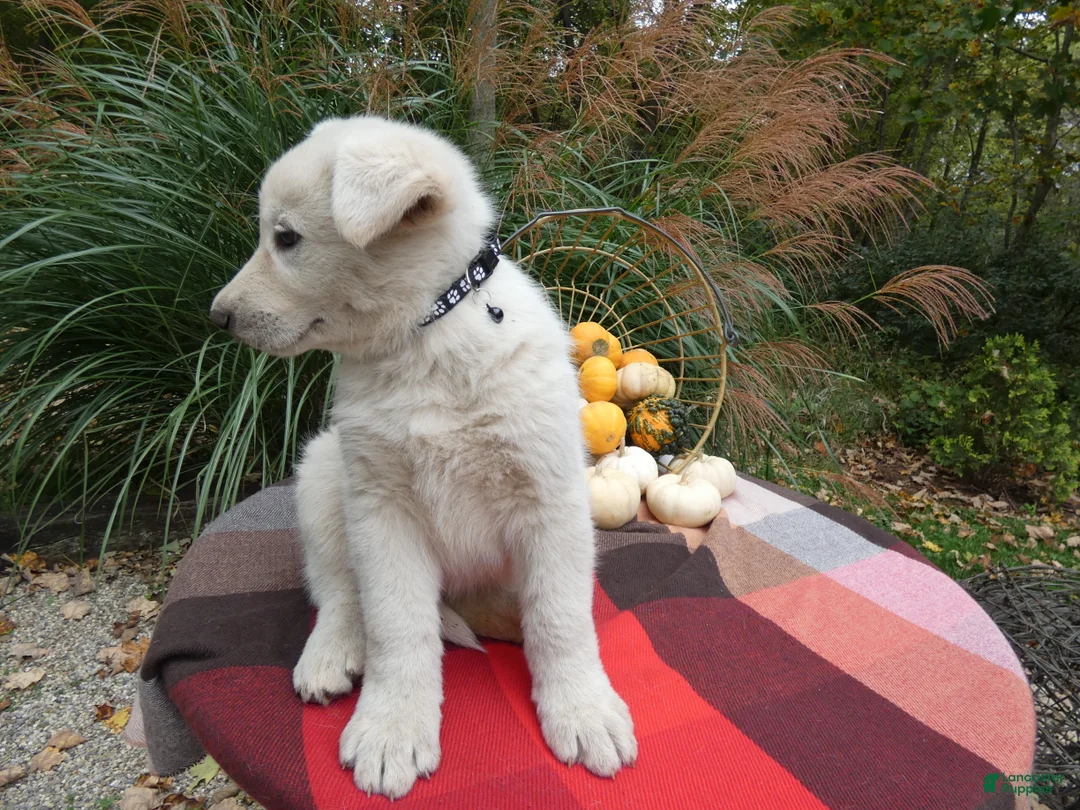 German Shepherd dogs for sale: German Shepherd 1 Snowball - Ad 2
