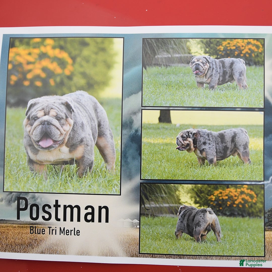 English Bulldog dogs for sale: Tarson - Ad 4