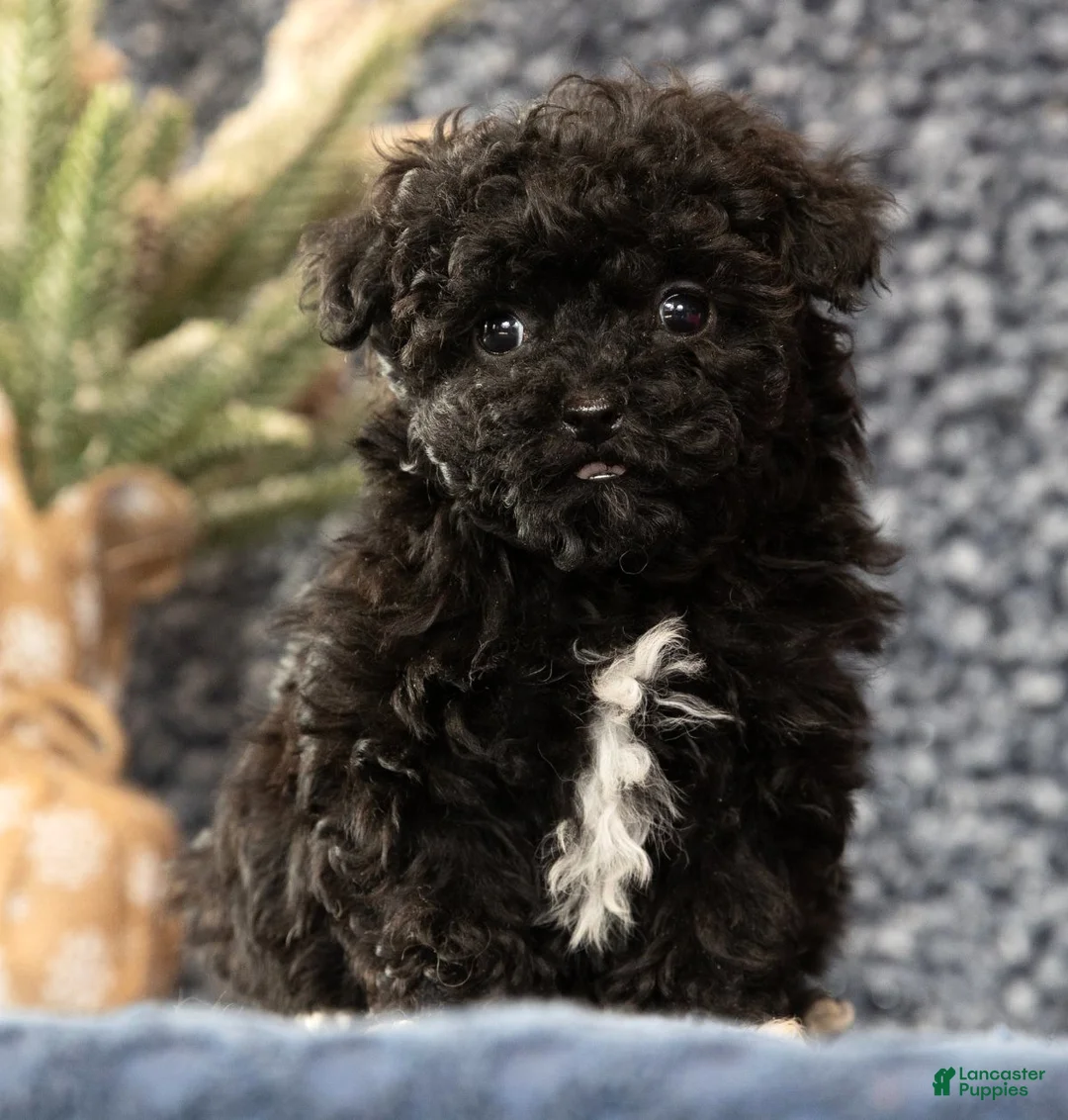 Havapoo dogs for sale: Gem - Ad 8