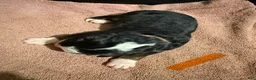 Bernese Mountain Dog dogs for sale: Orange - Ad 13