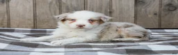 Australian Shepherd dogs for sale: Ryan - Ad 3