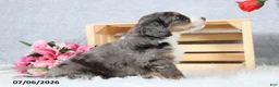 Mini Bernedoodle dogs for sale: Cody - Ad 9