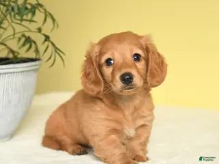 Miniature Dachshund dogs for sale: Jay - Ad 2