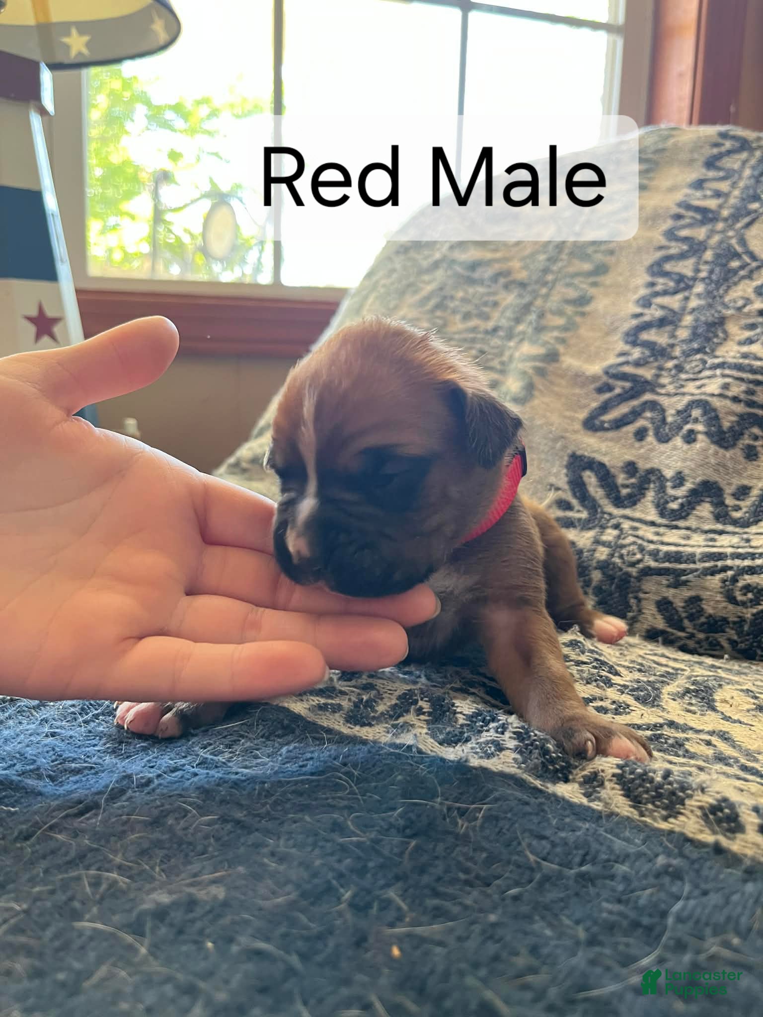 Boxer dogs Red Male  - Ad 20