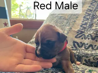 Boxer dogs Red Male - Ad 20