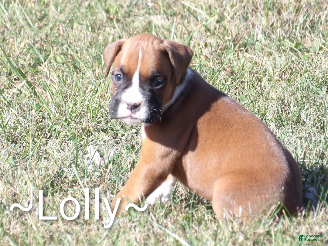 Boxer dogs for sale: Lolly - Ad 1