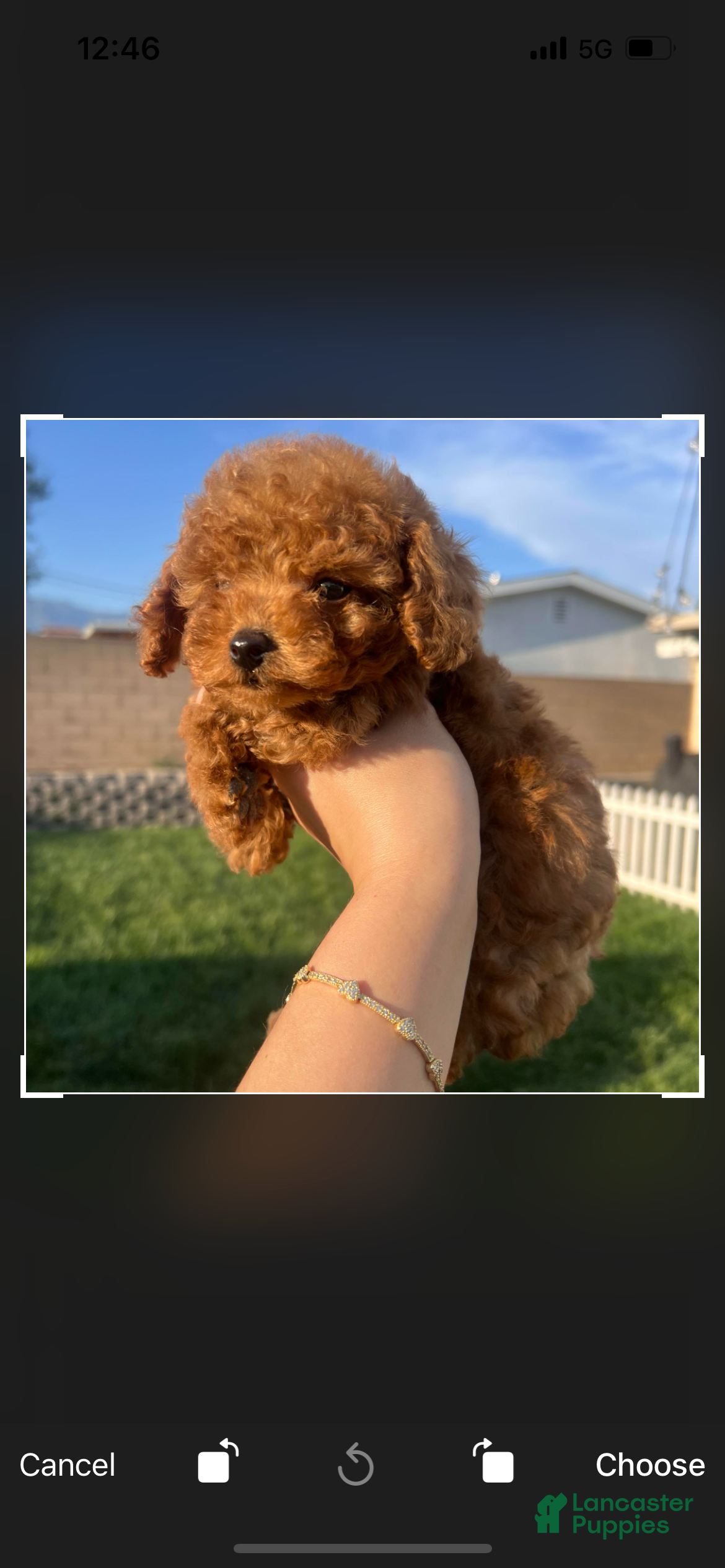 Toy Poodle dogs for sale: Toy Poodle Puppy 1 - Ad 2