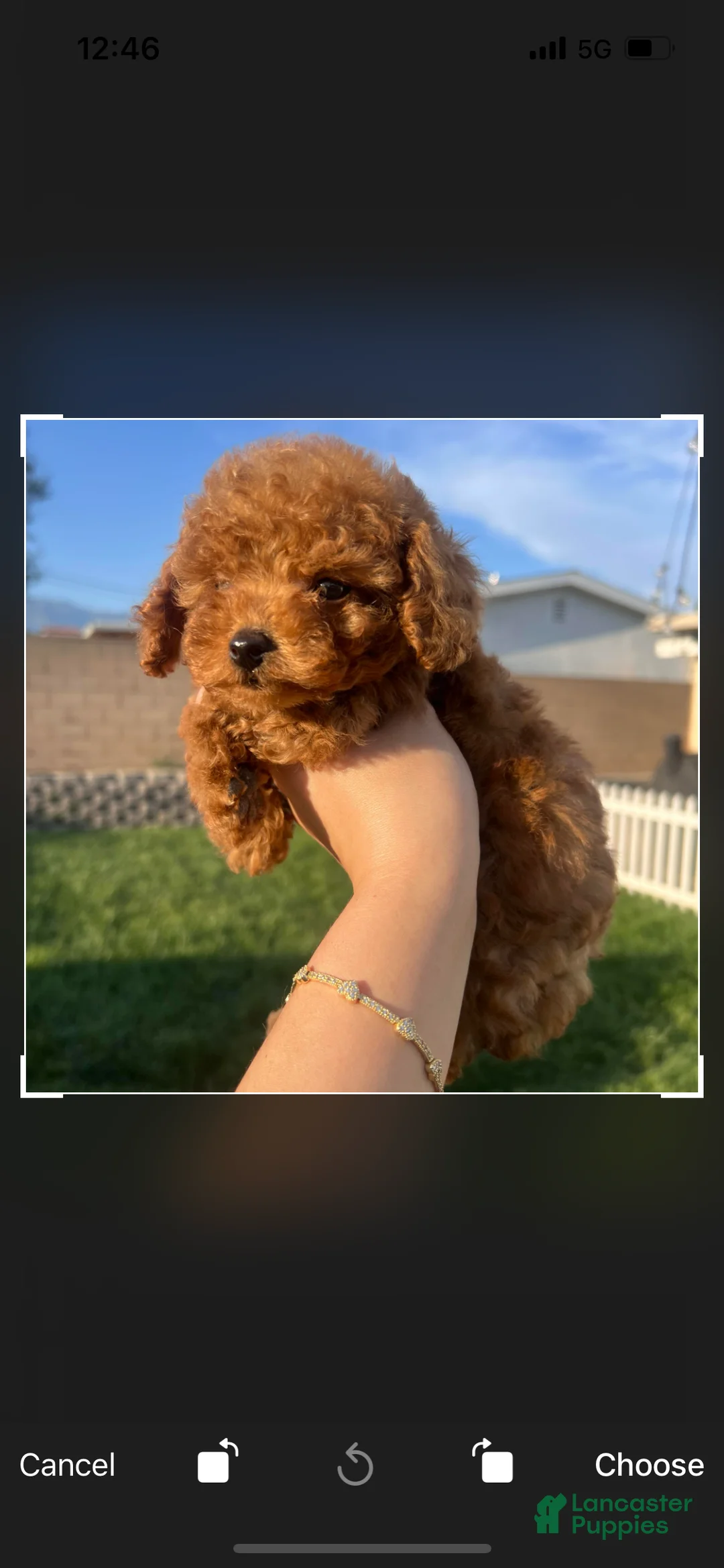 Toy Poodle dogs for sale: Toy Poodle Puppy 1 - Ad 1