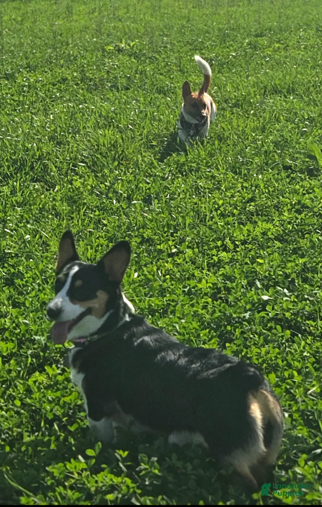 Welsh Corgi Pembroke dogs for sale: Cleopatra - Ad 19