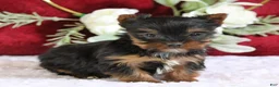 Yorkshire Terrier dogs for sale: Dakota - Ad 3