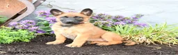 Belgian Malinois dogs for sale: Koda - Ad 3