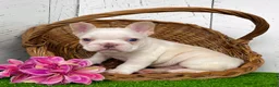 French Bulldog dogs for sale: Crystal - Ad 3