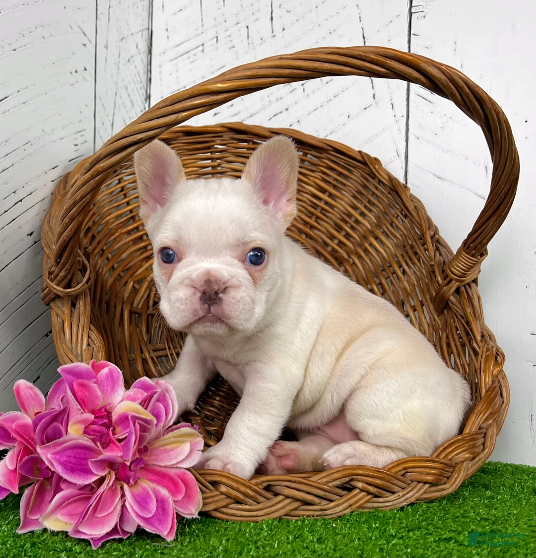 French Bulldog dogs for sale: Crystal - Ad 3