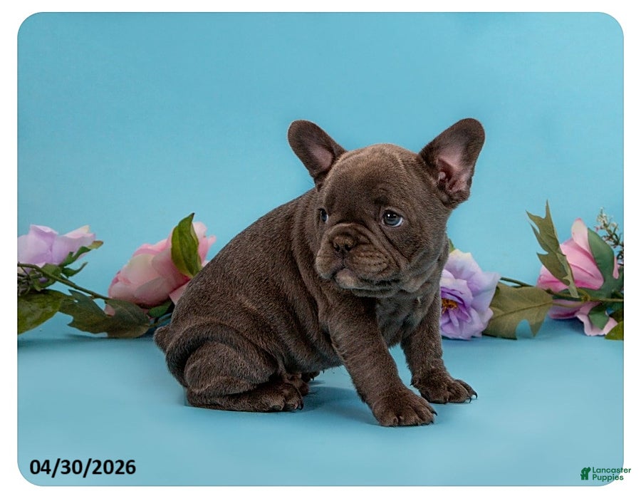 French Bulldog dogs Brutus - Ad 2
