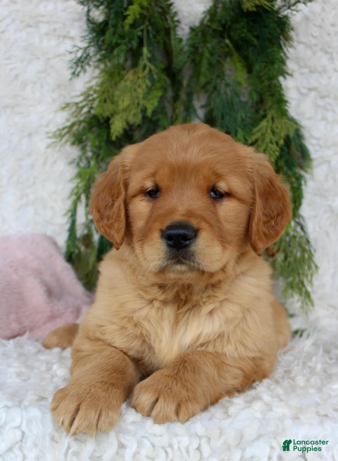 Golden Retriever dogs for sale: Golden Retriever Puppy 1 - Ad 1