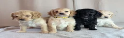 Cockapoo dogs for sale: Alfie - Ad 14