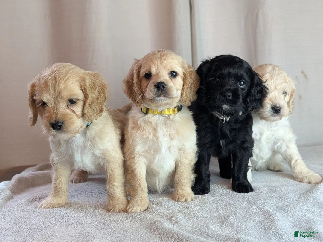 Cockapoo dogs for sale: Alfie - Ad 14