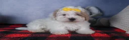 Bichpoo dogs for sale: Snowflake - Ad 18