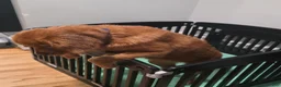 Golden Retriever dogs for sale: Golden Retriever 1 - Ad 4