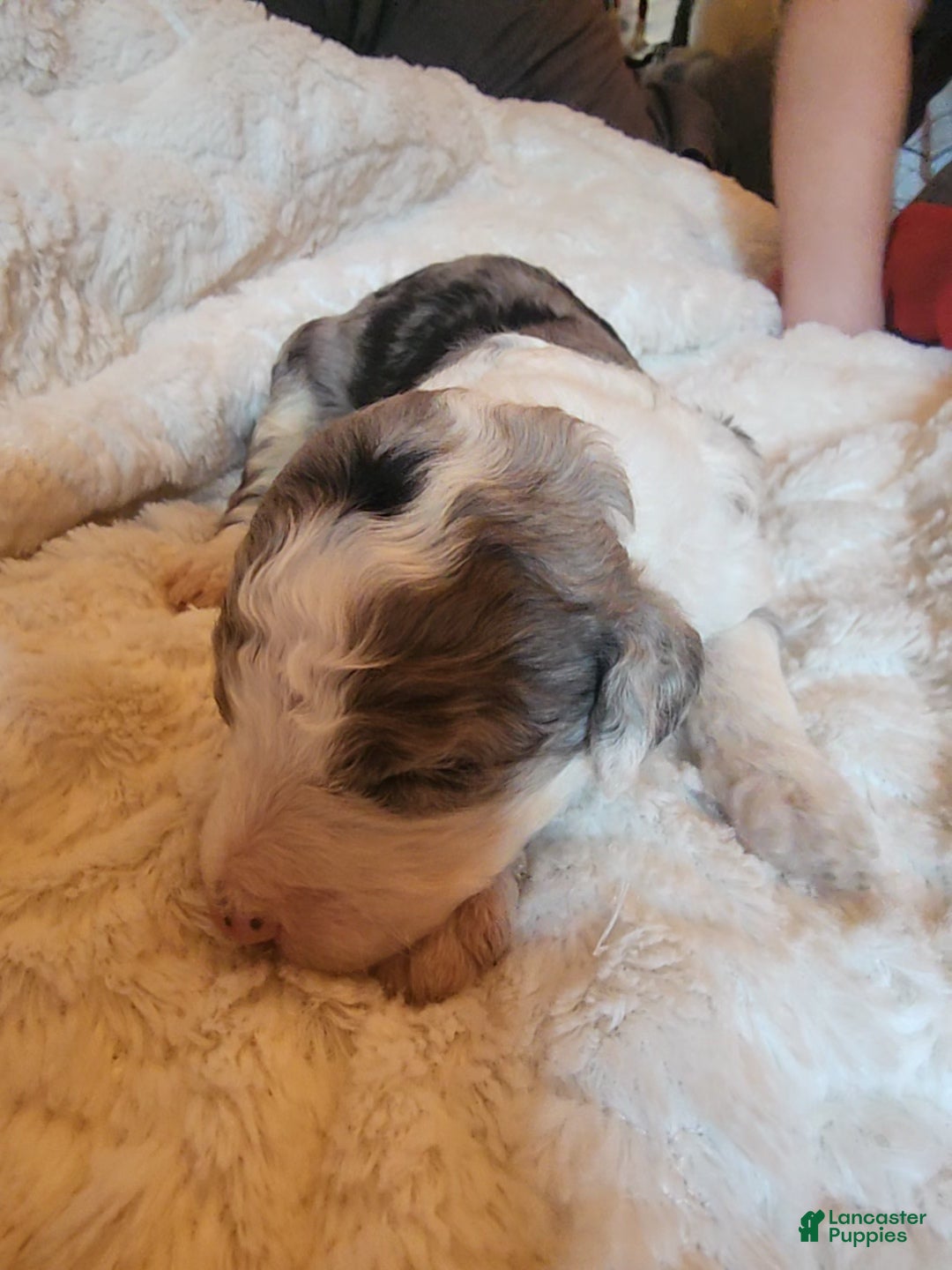 Mixed Breed dogs for sale: Lilly - Ad 3