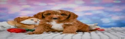Mini Goldendoodle dogs for sale: Asher - Ad 2