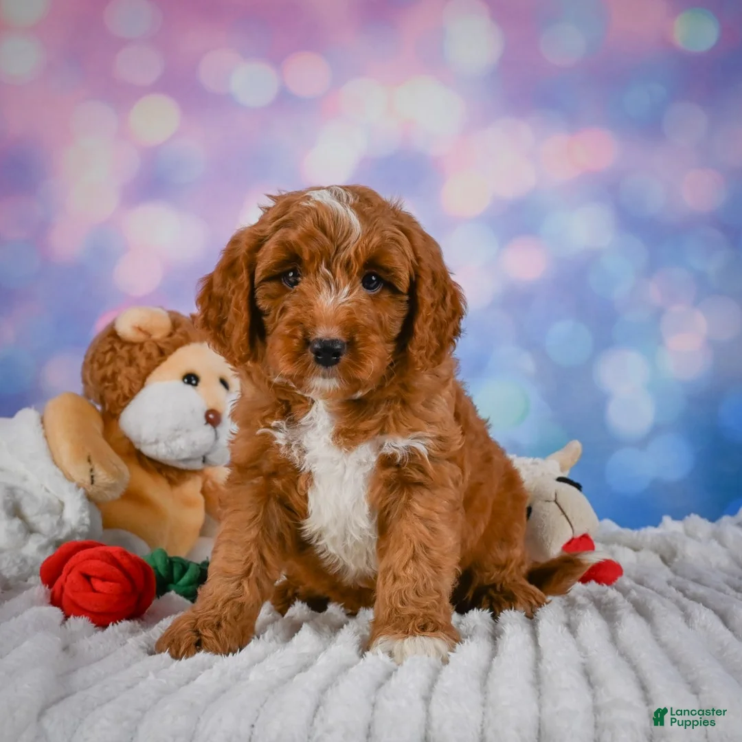 Mini Goldendoodle dogs for sale: Asher - Ad 2